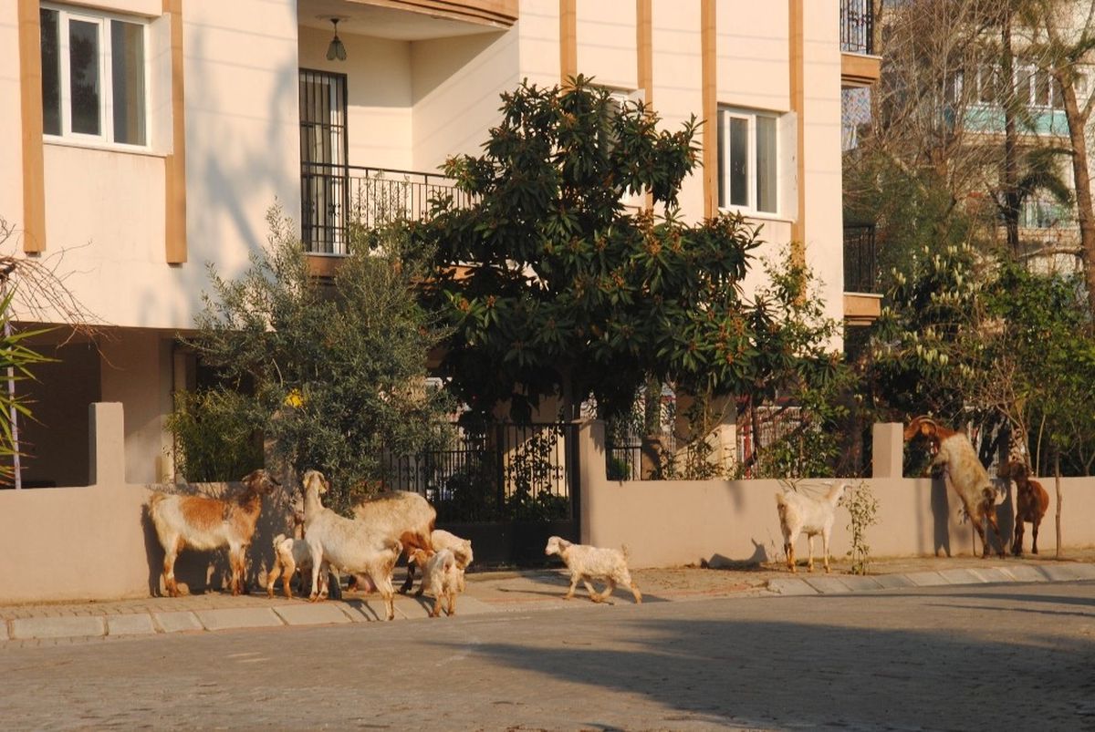 Keçiler Şehrin Keyfini Çıkardı