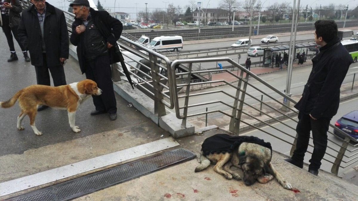 Kocaeli Yaralı Sokak Köpeğinin Üzerine Şal Örtüp, Belediye Ekibinin Gelmesini Beklediler