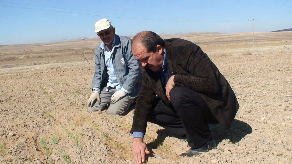 Konya Ovasında Buğdaylar Yeşermeye Başladı