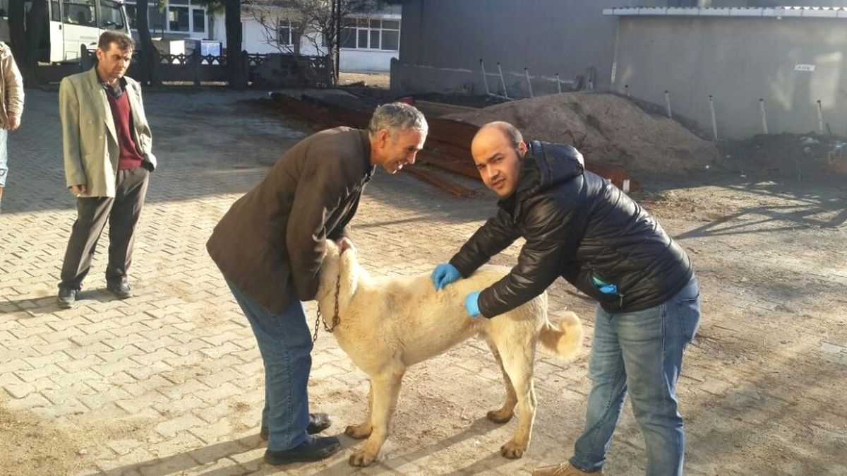 Malkara\'da 5 Bin 500 Köpek ve Kediye Kuduz Aşısı Yapılacak
