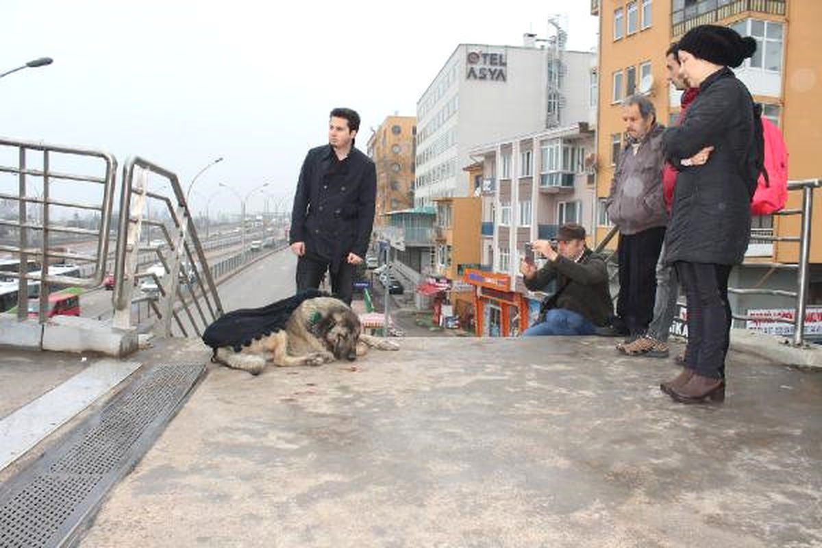Yaralı Sokak Köpeğinin Üzerine Şalını Örttü