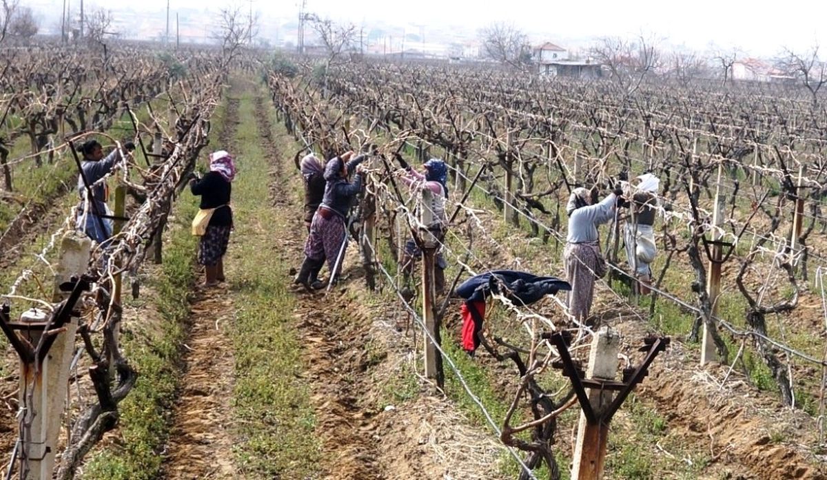 Sarıgöl\'ün Üzüm Bağlarında Hummalı Çalışma