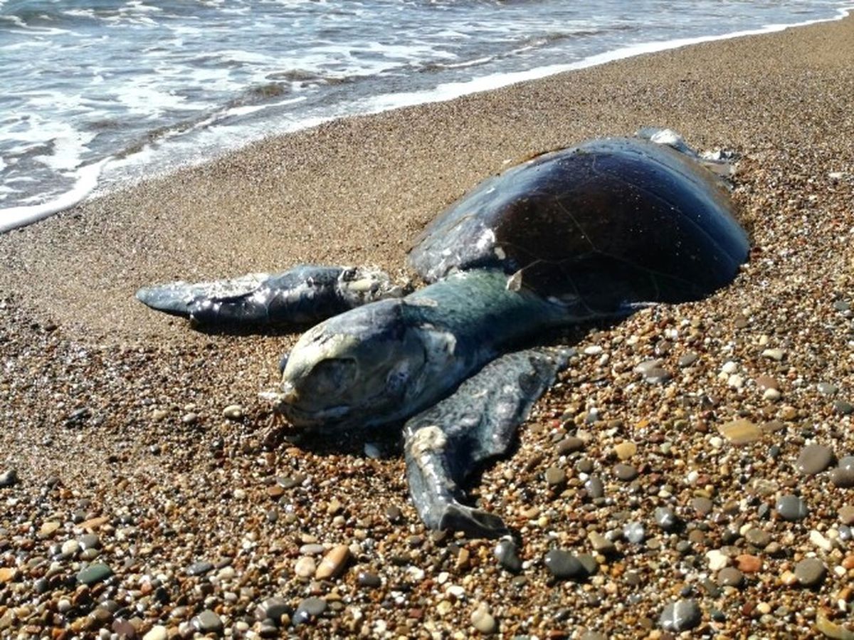 Urla\'da Ölü Caretta Caretta Sahile Vurdu