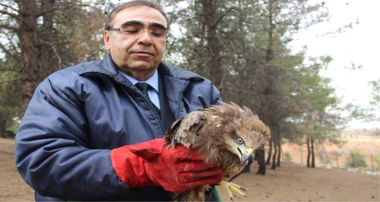 Yaralı Yaban Hayvanları Gaziantep\'te "Can" Buluyor