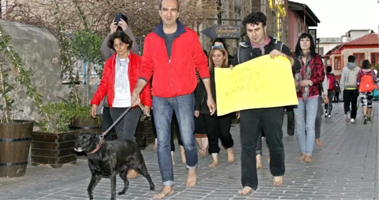 Kedilerin Zehirlenmesine İsyan Eden Hayvanseverlerden Çıplak Ayaklı Eylem