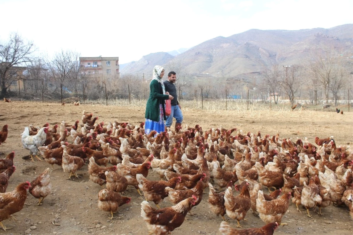 Atanamayan Eşine Destek Olmak İsteyen Kadın, Tavuk Çiftliği Kurdu