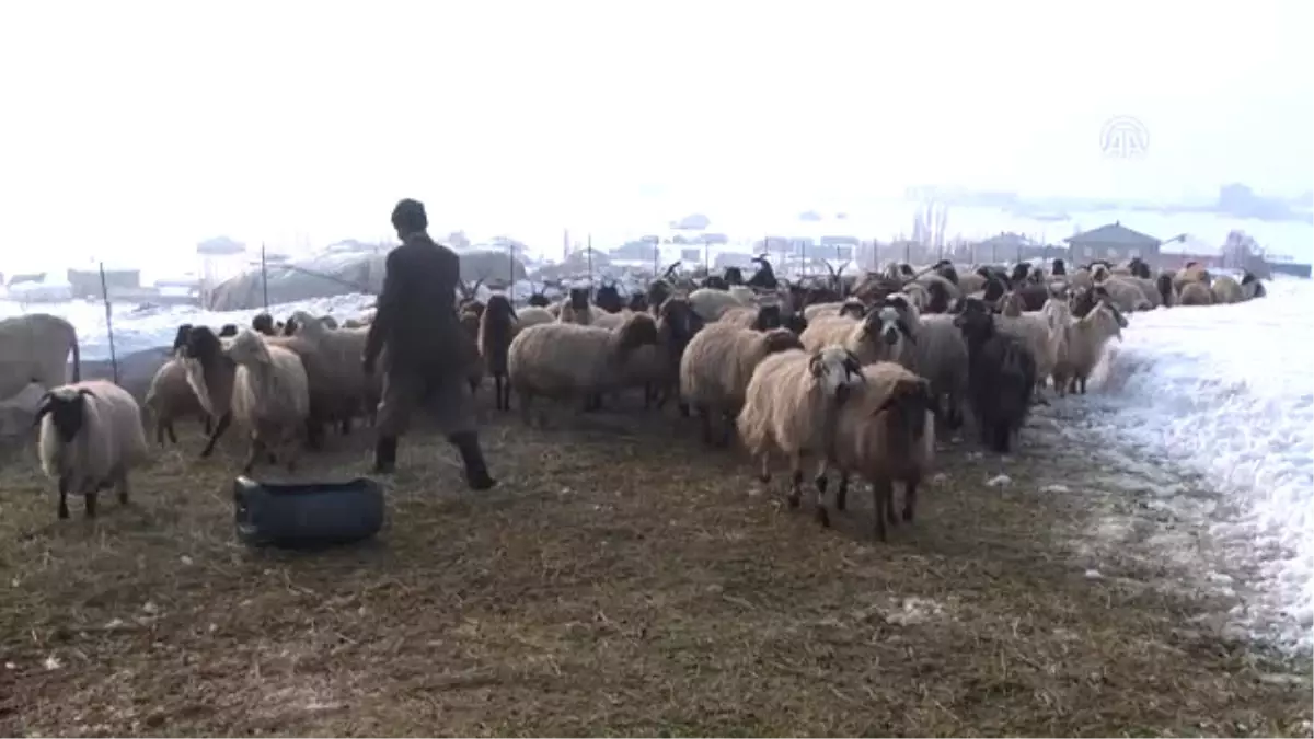 Baharın Müjdecisi" Kuzuları Biberonla Besliyorlar