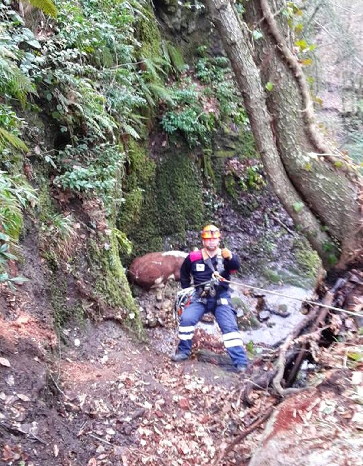 İtfaiyeden İnek Kurtarma Operasyonu