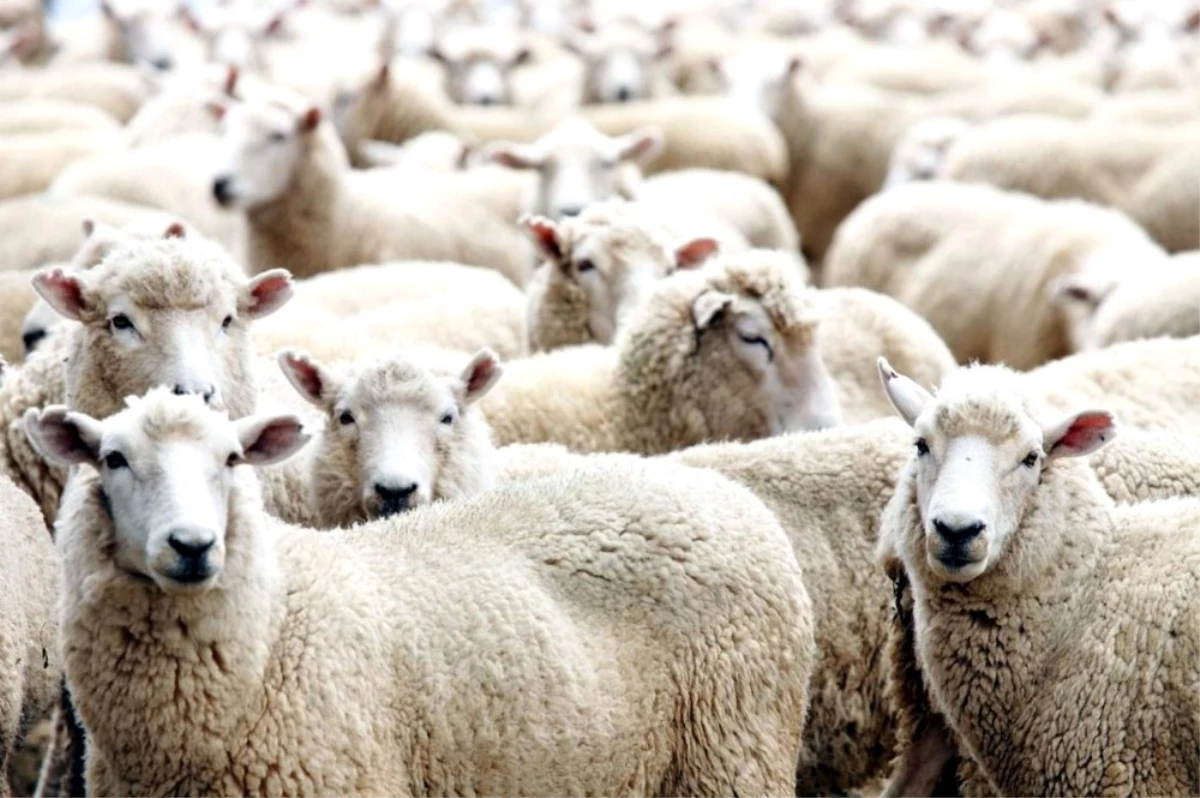 Aydın\'da 16 Çiftçiye 640 Koyun Dağıtıldı