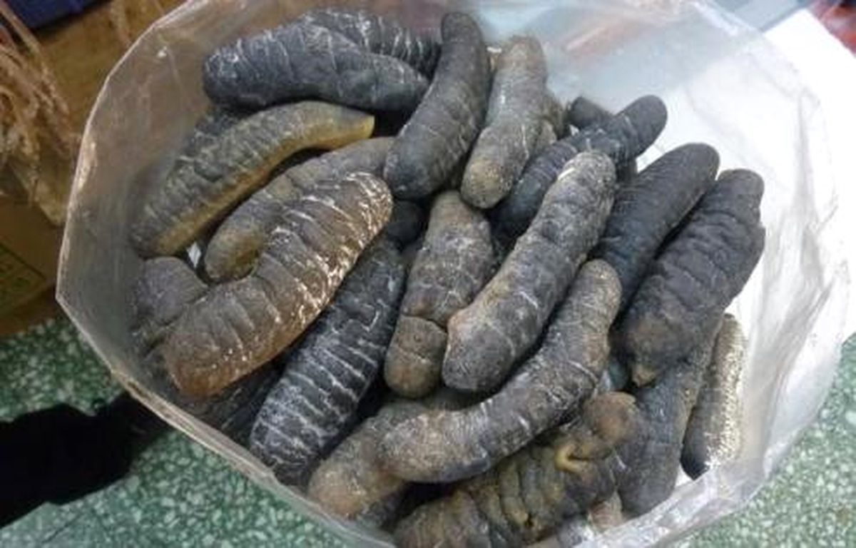 Çanakkale\'de "Deniz Hıyarı" Operasyonu