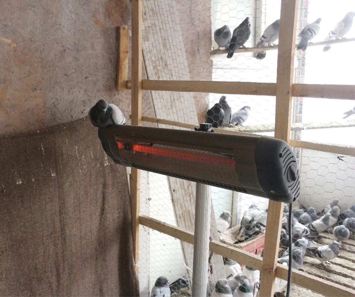 Güvercinleri Elektrikli Isıtıcıyla Soğuktan Koruyor