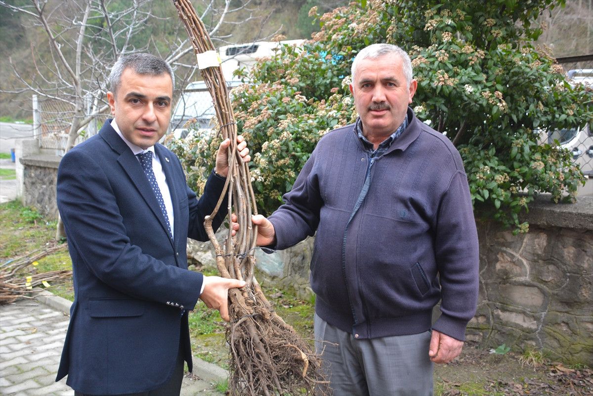 İnebolu\'da Ceviz Fidanı Dağıtımı