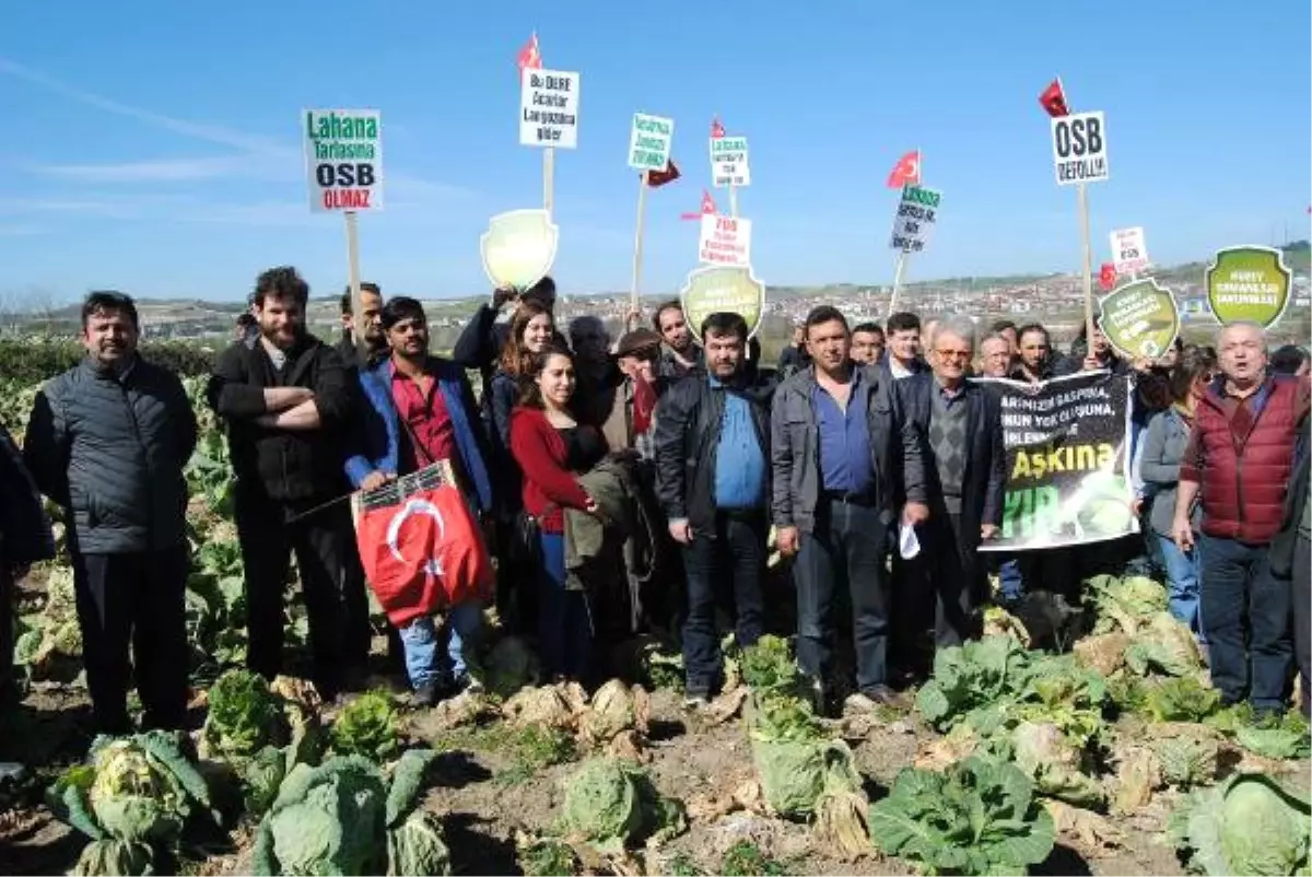 Lahana Tarlalarının Kurtulmasının Sevincini Yaşadılar