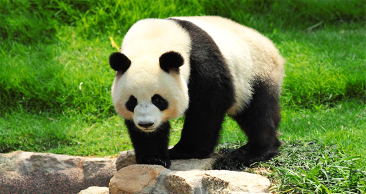 Pandaların Kürkleri Kamufle Olmalarına ve İletişim Kurmalarına Yarıyor