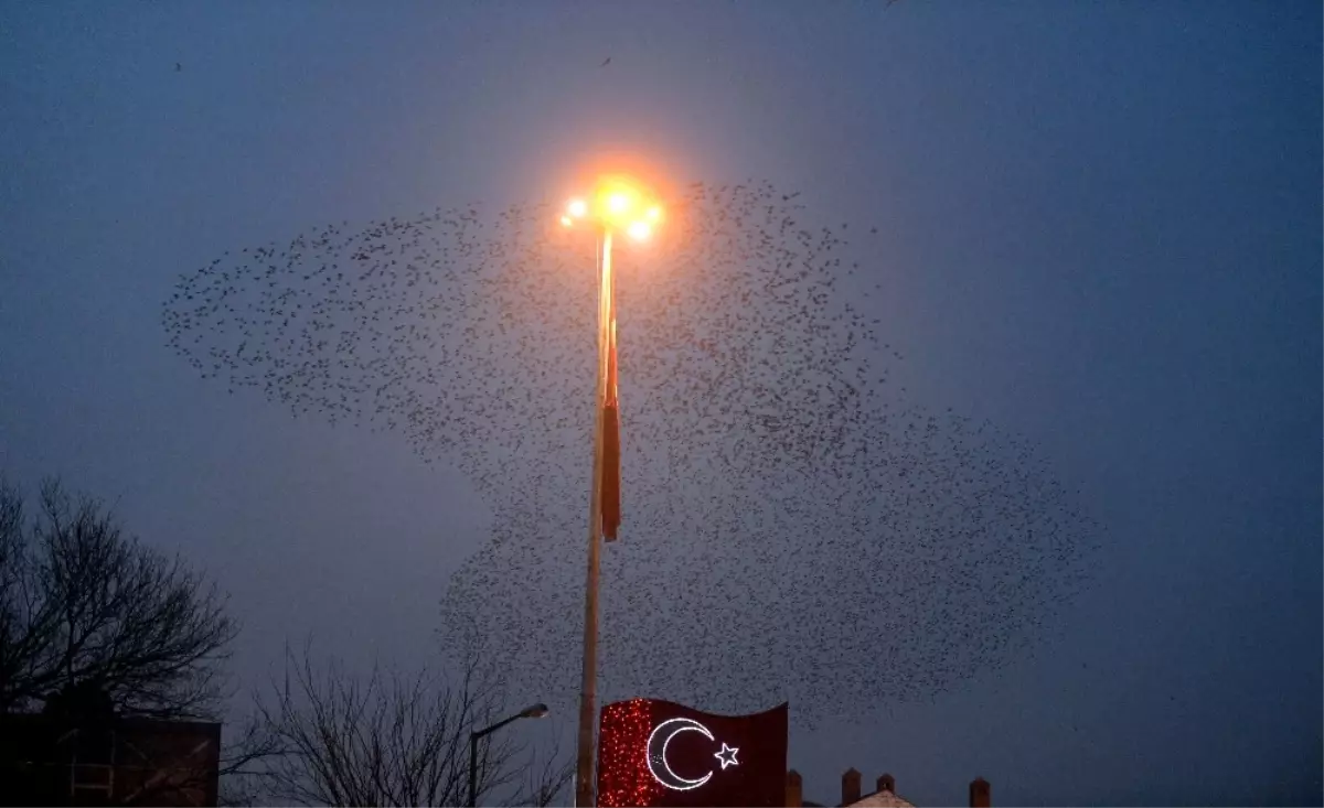 Sığırcıkların Gün Batımındaki Etkileyici Dansı