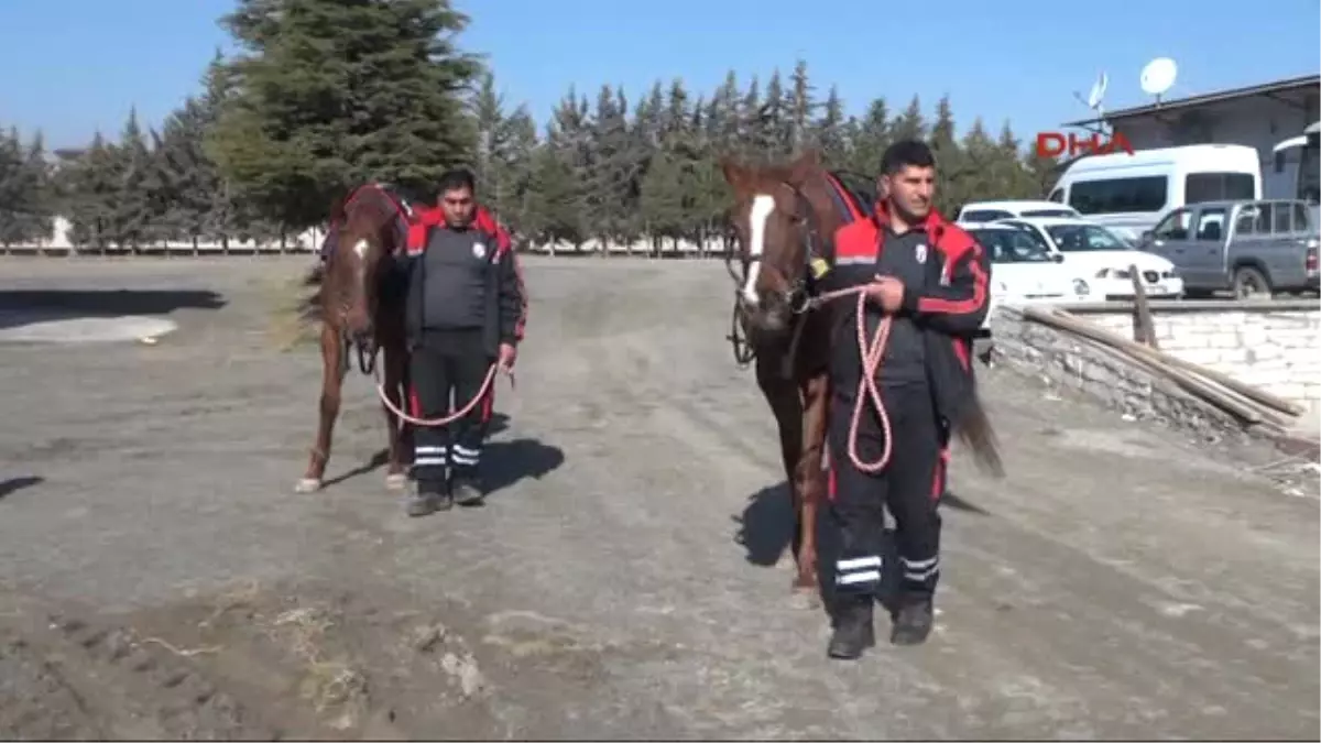 Elazığ\'da 40 Kadın Seyis Olmak Için Kursa Başladı