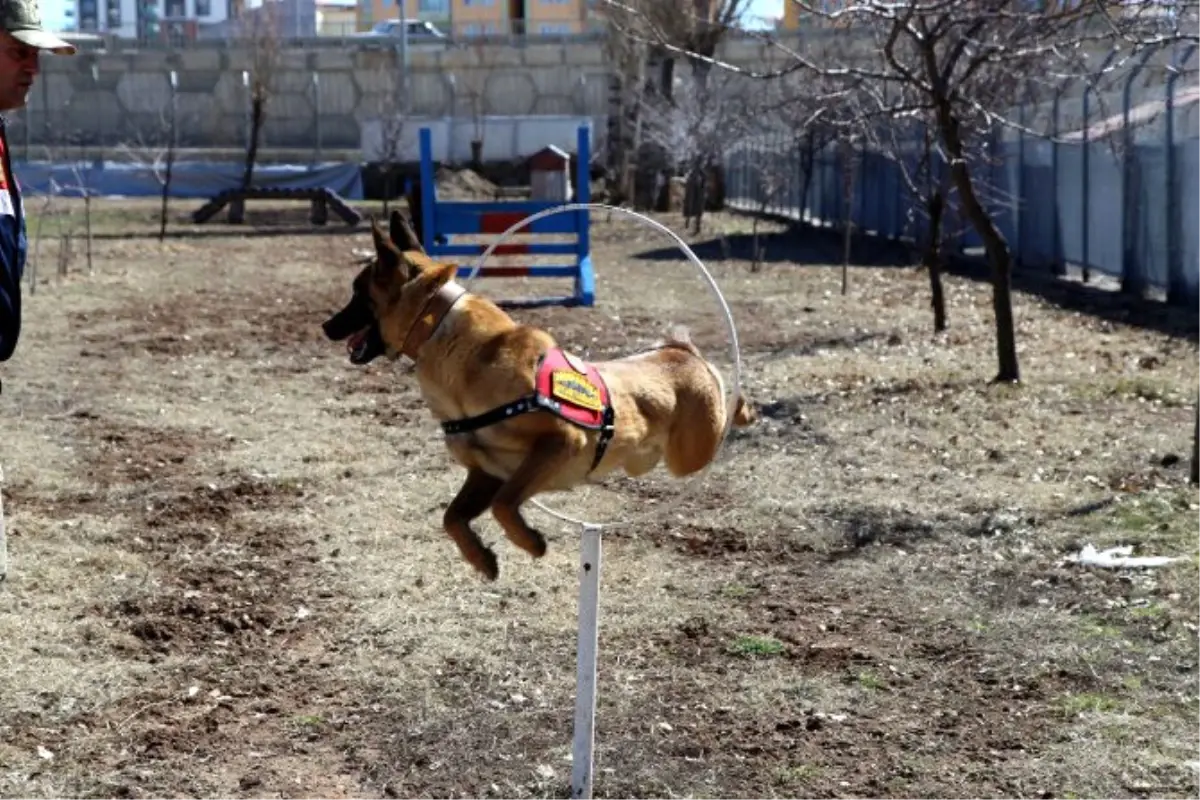 Jandarmanın Köpekleri Göz Açtırmıyor