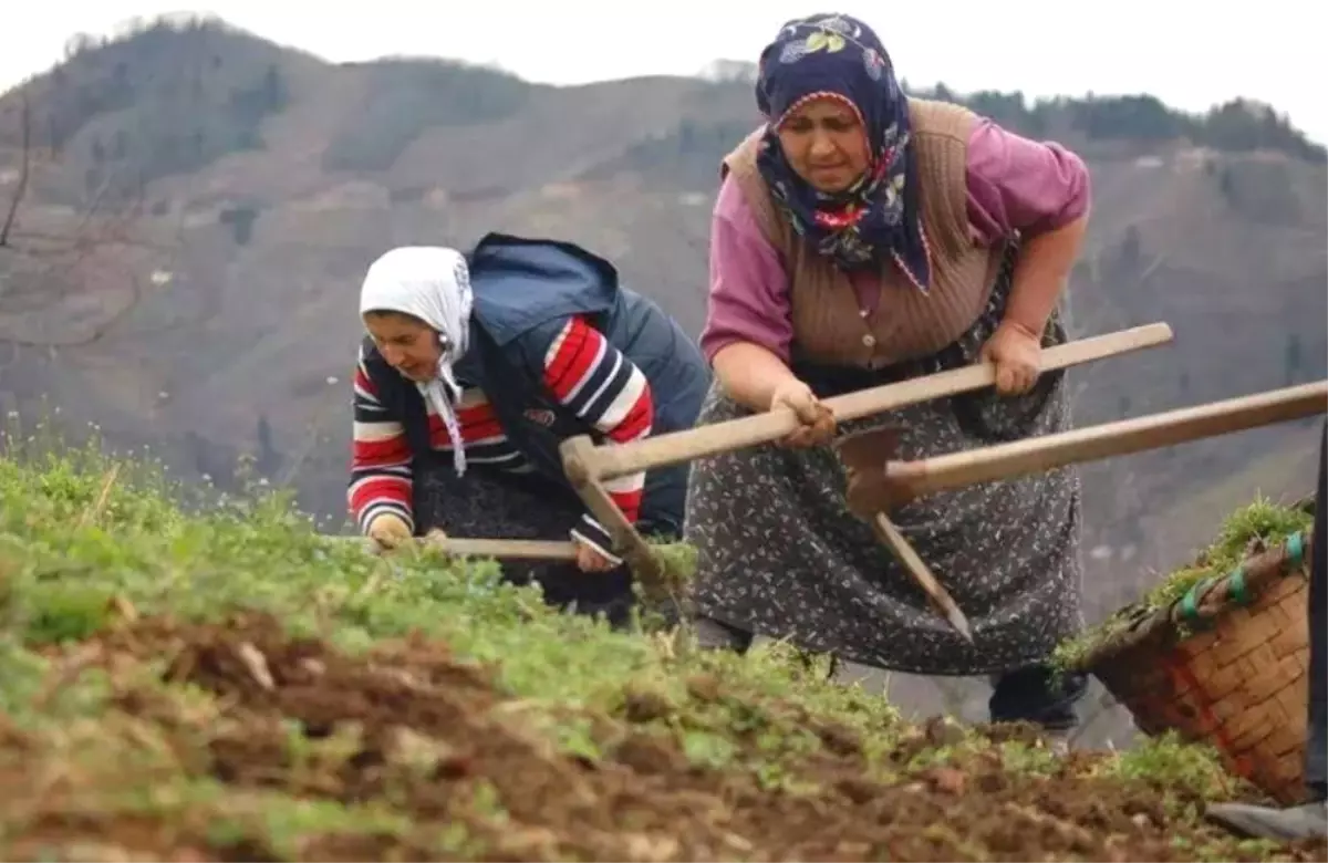 Ordu\'da Kadınların Ömrü Erkeklerden 6,5 Yıl Fazla