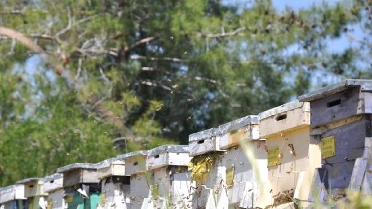 Toroslarda Bal Ormanı Sayısı Artıyor