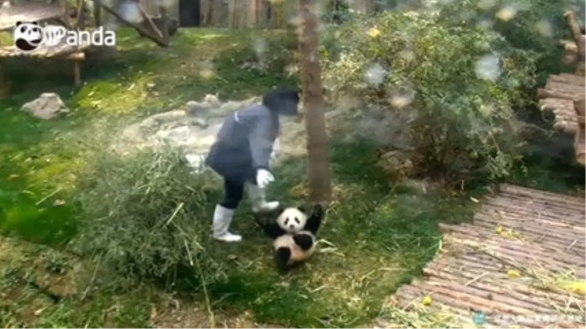 Viral Panda Yine İş Başında