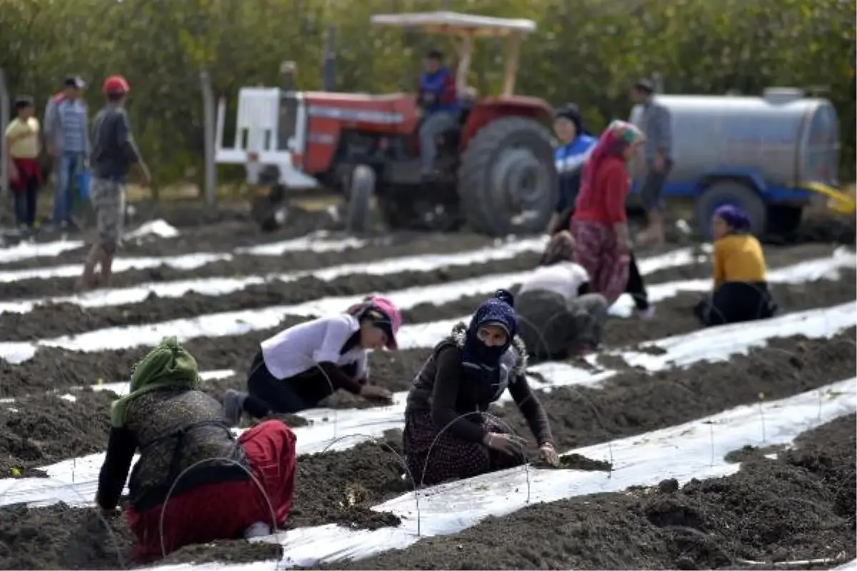 8 Mart\'ta da Tarlada Çalıştılar