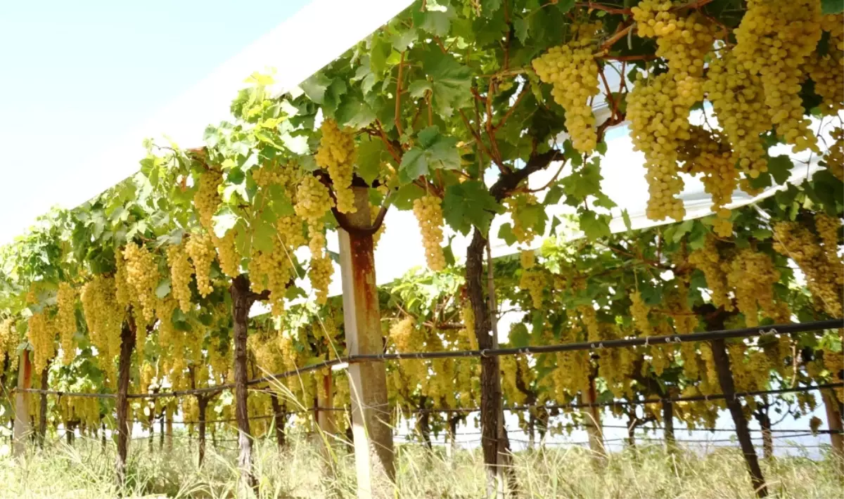 Akseki\'de Asma Yetiştiriciliği Kursu Düzenlendi