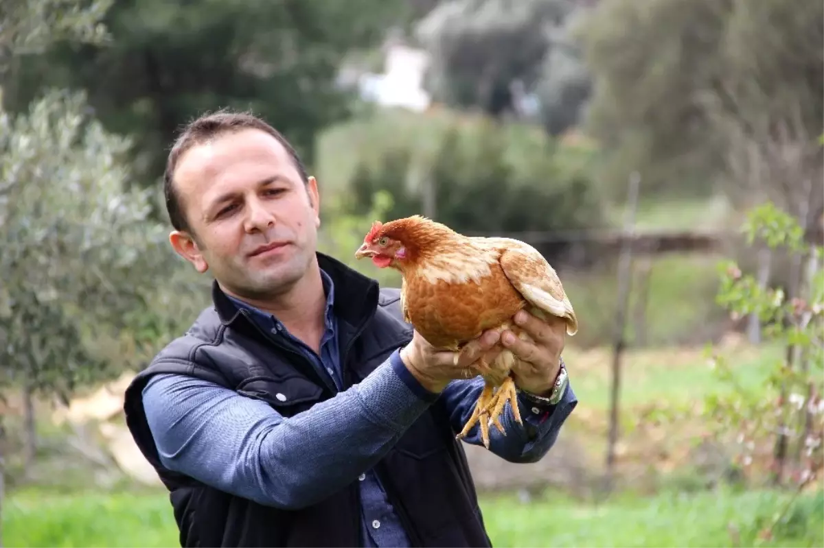 Arkadaşından Ödünç Aldığı 1 Horoz 2 Tavuk Hayatını Değiştirdi