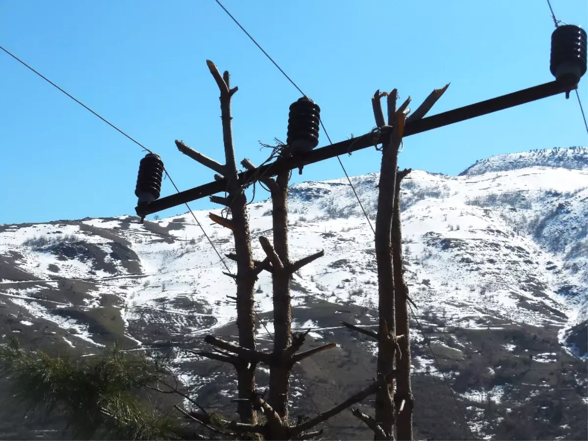 Çam Ağacı Elektrik Direği Oldu