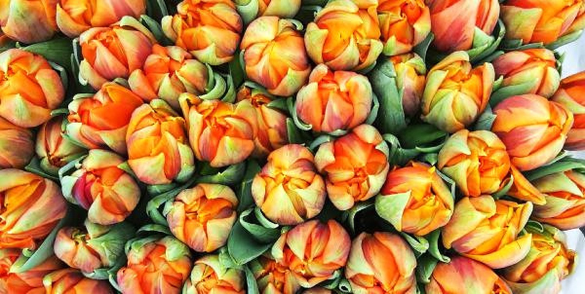 Hollanda, Lale Sezonunda İhracat Rekoru Peşinde