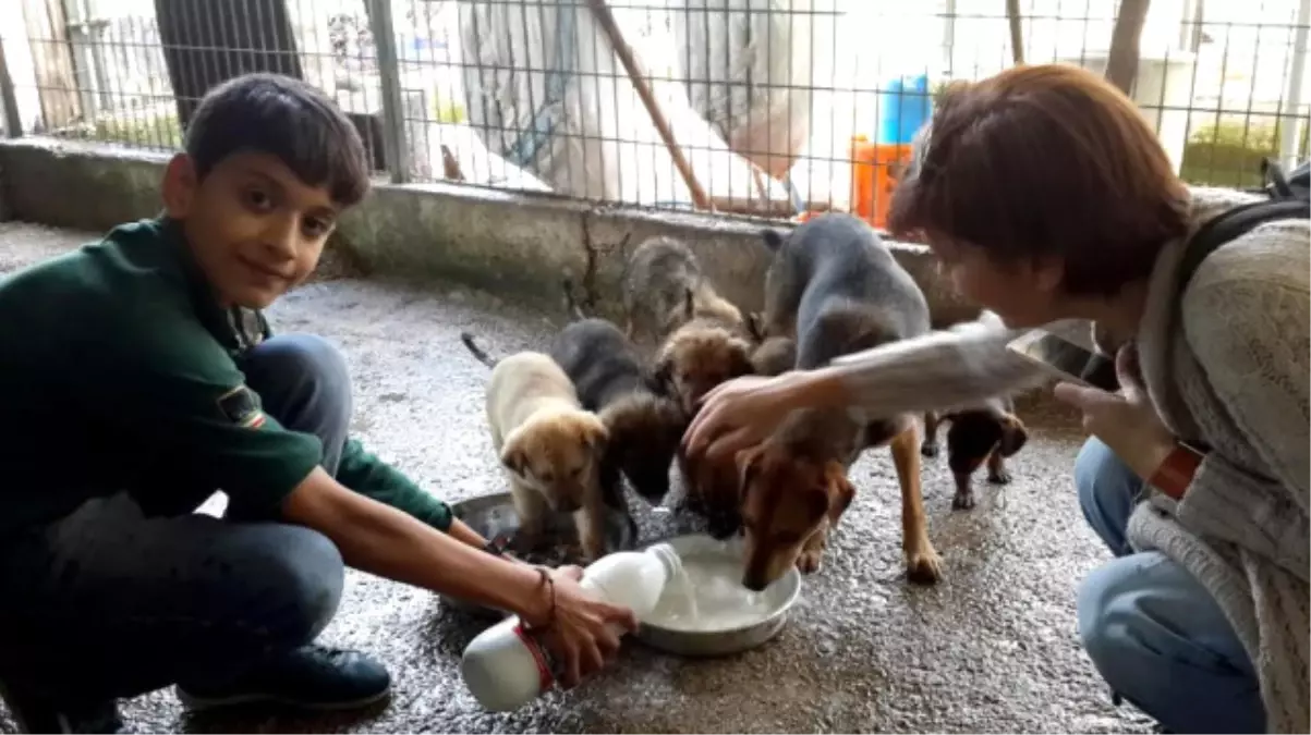 Öğrenciler Sokak Hayvanlarına Mama Dağıttı