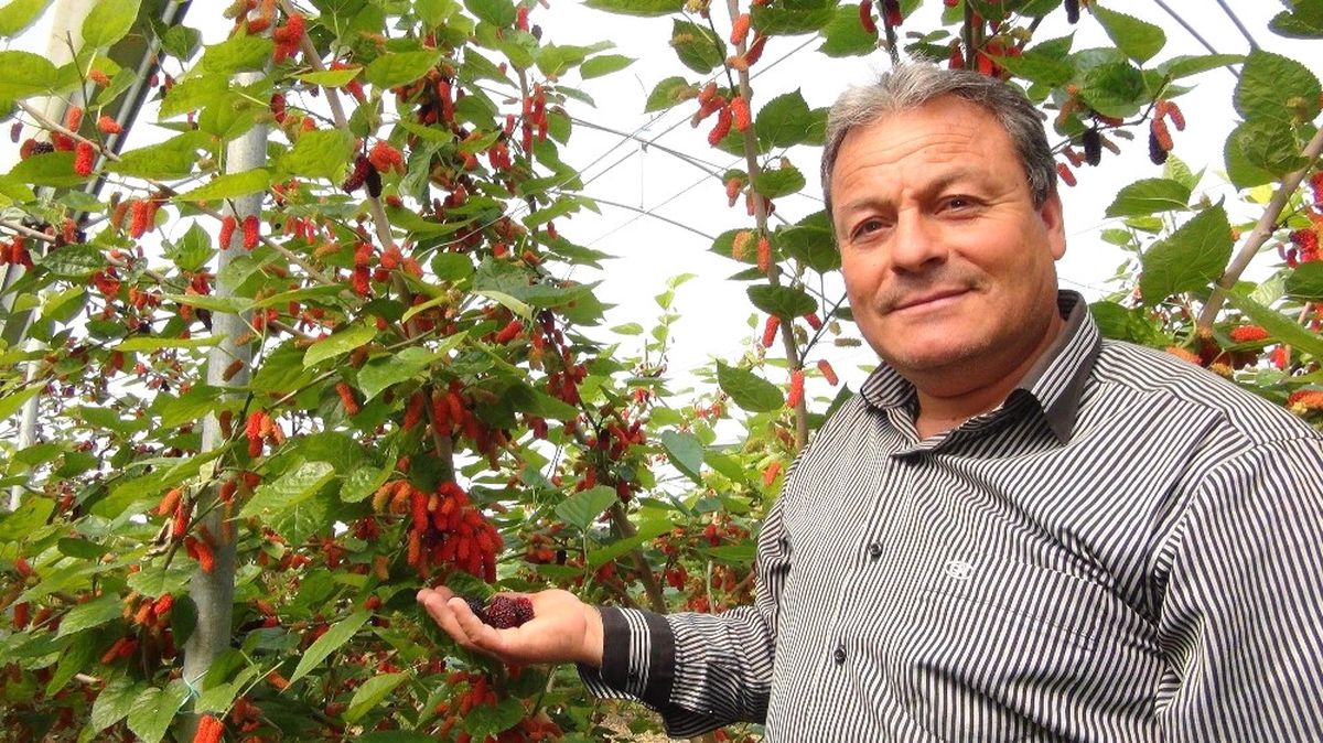Silifke\'de Yılın İlk Karadut Hasadı Başladı