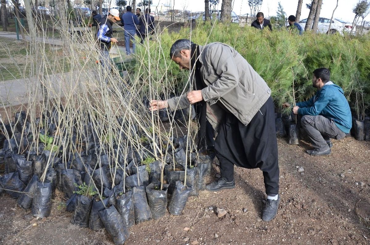 Siverek\'te Halka Ücretsiz Fidan Dağıtıldı