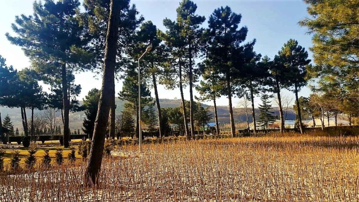 Zonguldak\'ta 100 Bin Adet Fındık Toprakla Buluşmaya Hazır