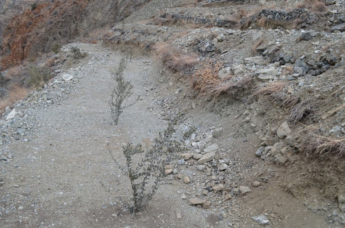 Artvin\'de 3 Bin 480 Dekar Orman Alanı Orman Köylüsünün Hizmetinde