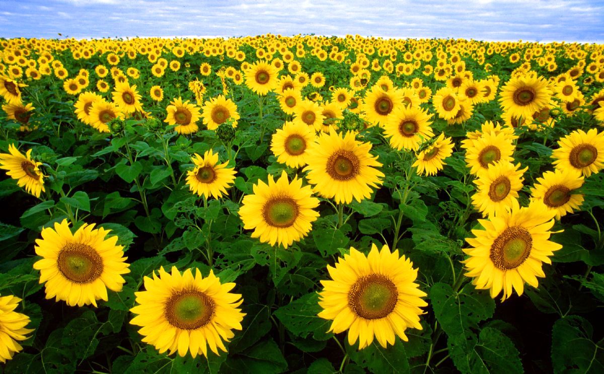 Ergene\'den Kısa Kısa