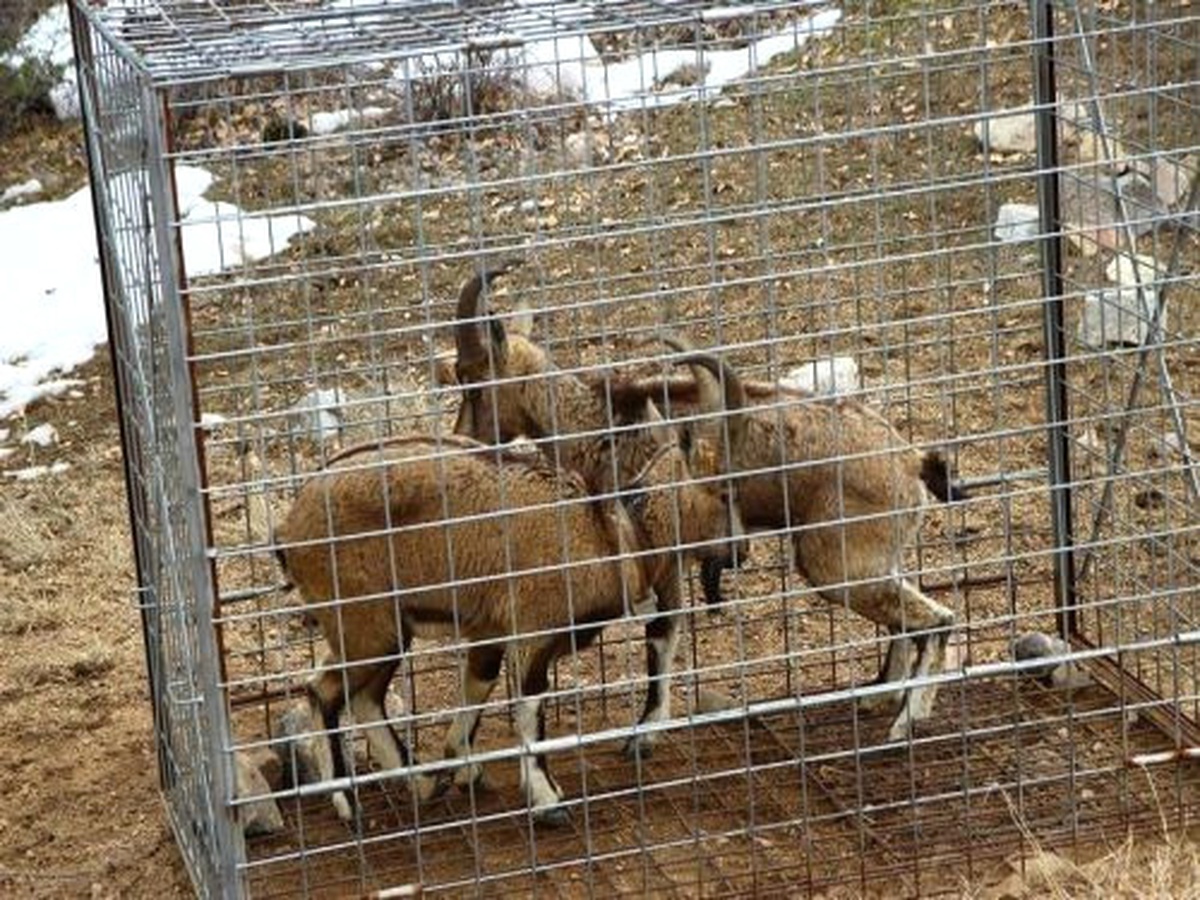 Erzurum\'da Gps Takılan Yaban Keçileri Doğaya Salındı
