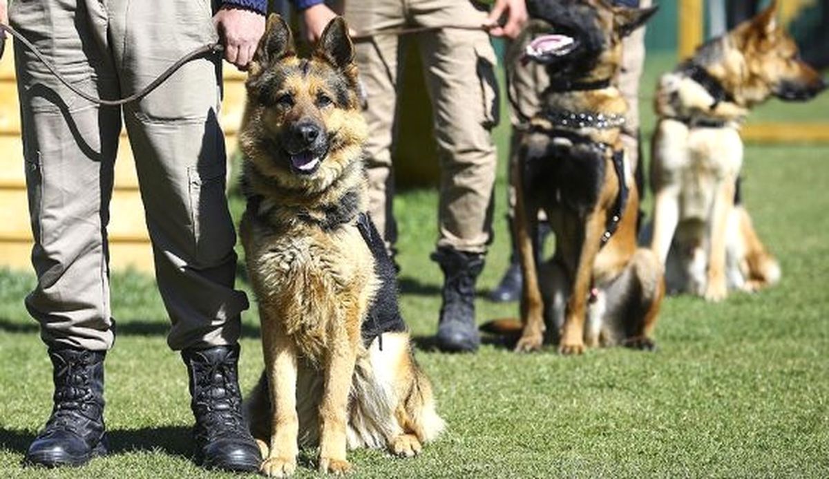 Hassas Burunlar"Dan Uyuşturucuyla Mücadelede Polise Büyük Destek