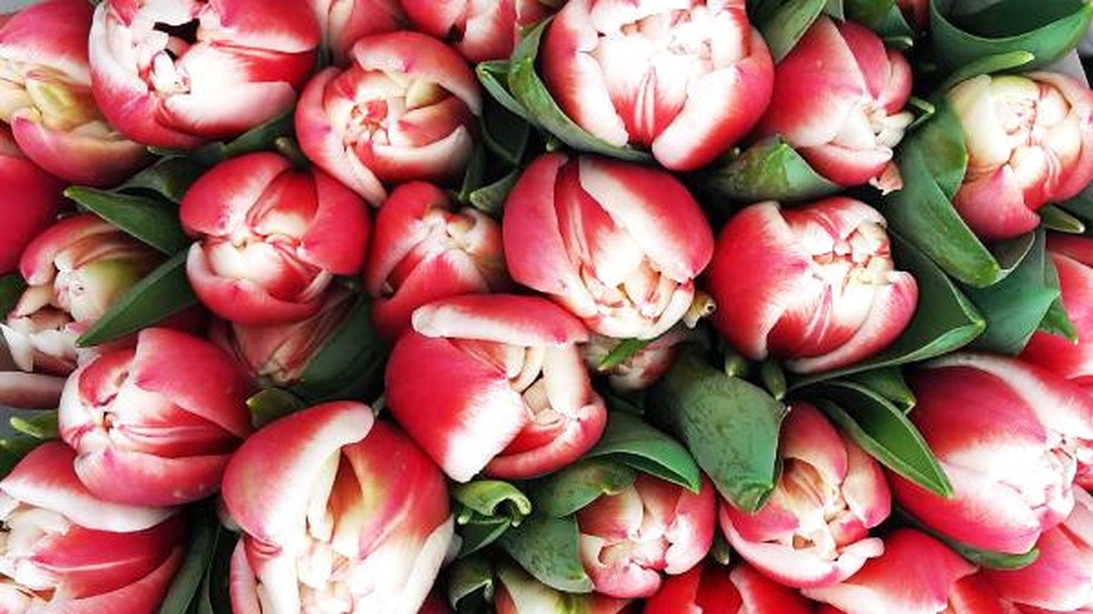 Hollanda, Lale Sezonunda İhracat Rekoru Peşinde
