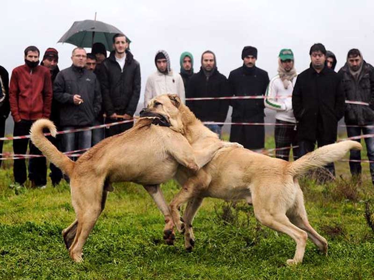 Köpek ve Horoz Dövüştürenlere Büyük Ceza