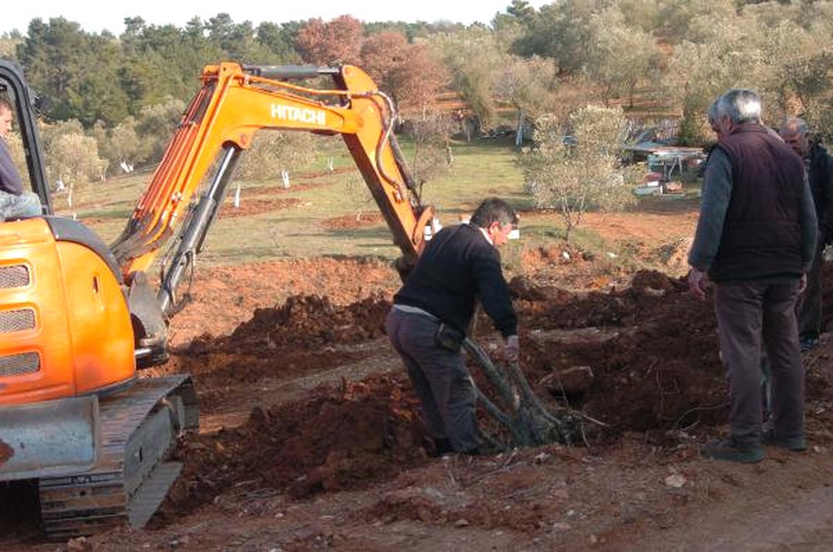 Köy Mezarlığındaki Zeytin Ağaçları Taşındı