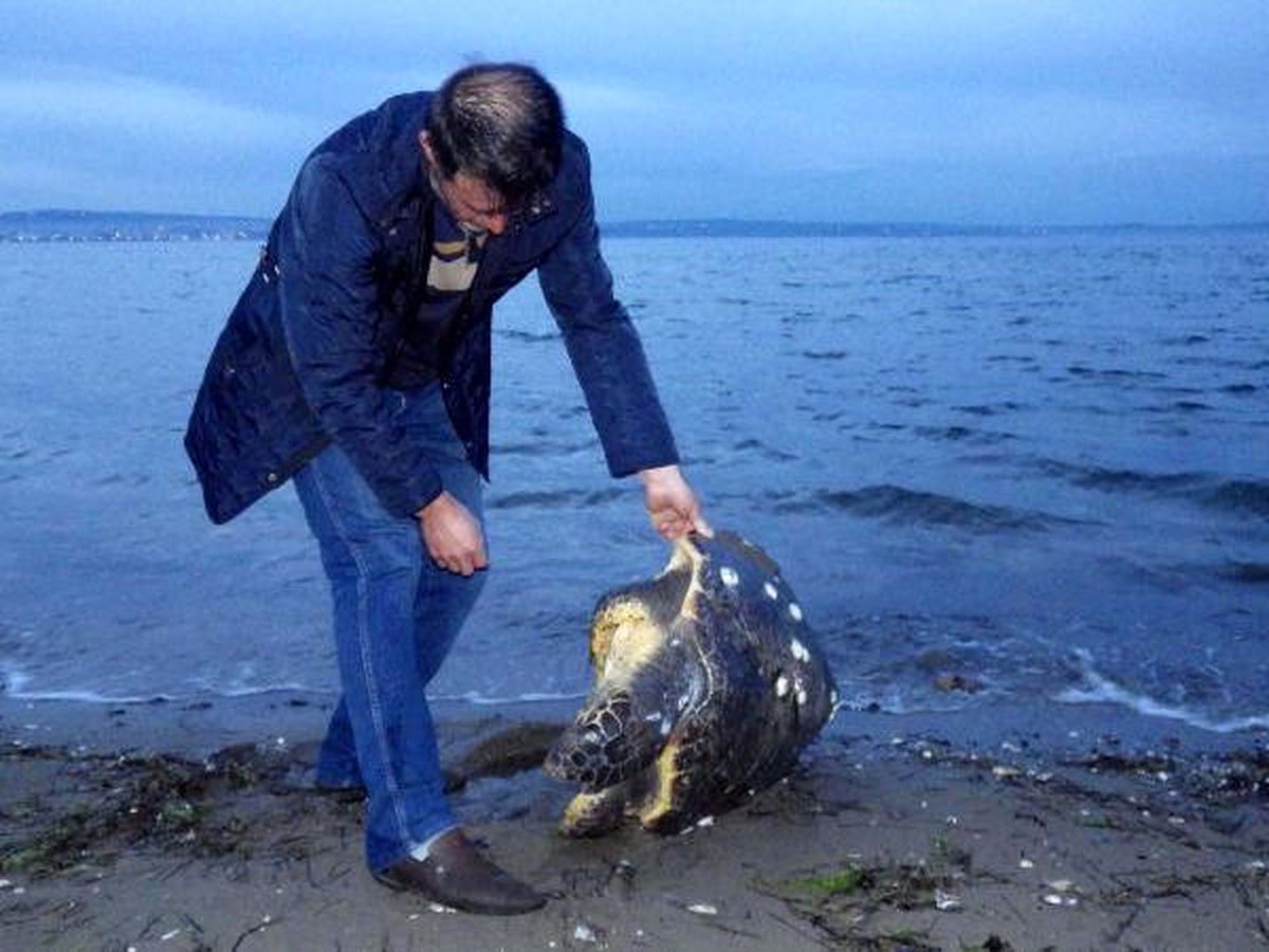 Lapseki\'de Ölü Caretta Bulundu