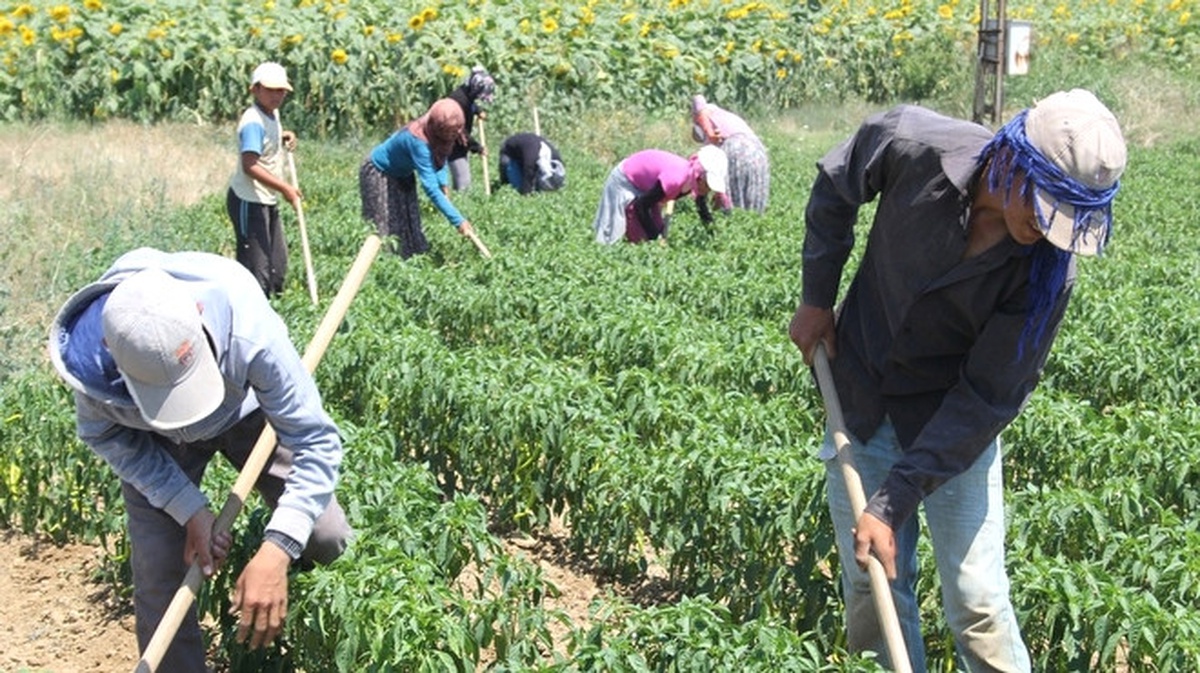 Tarım İşçisinin Günlük Ücreti Yüzde 13,4 Arttı