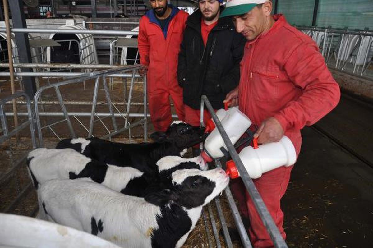 Üçüz Buzağılar Çiftliğin Maskotu Oldu