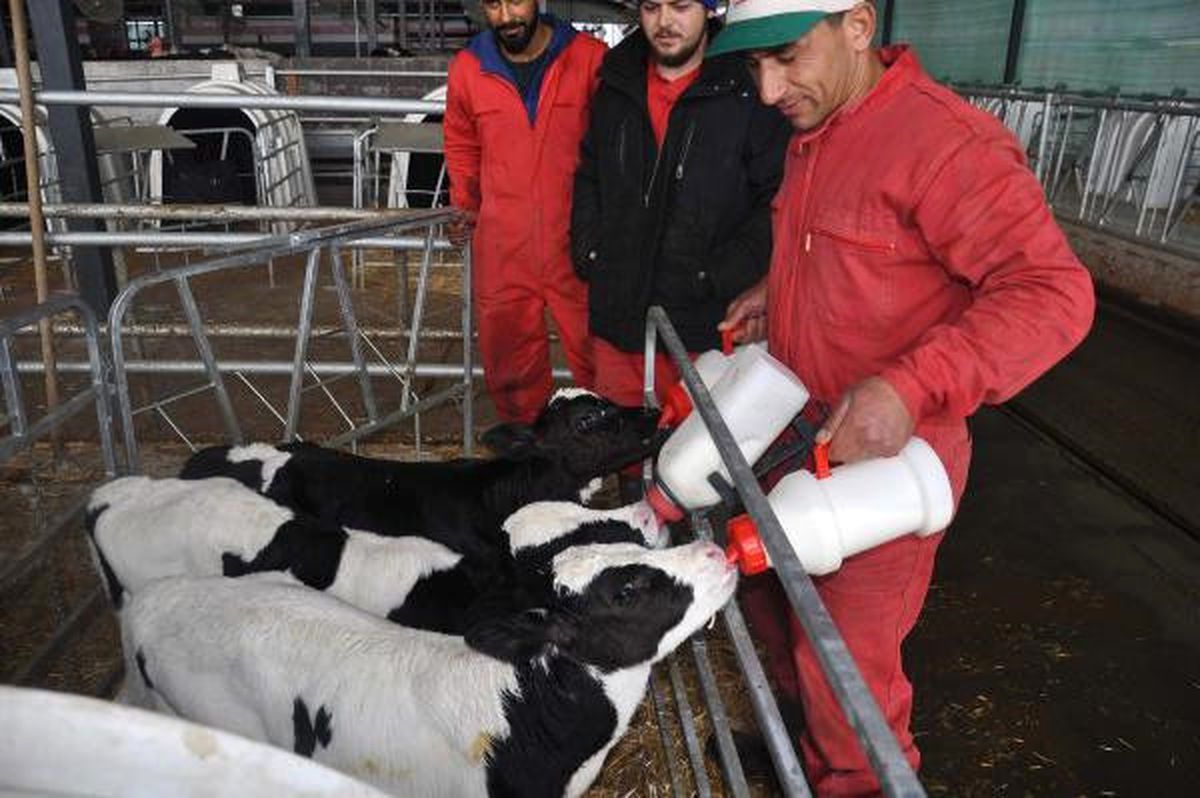 Üçüz Buzağılar Çiftliğin Maskotu Oldu
