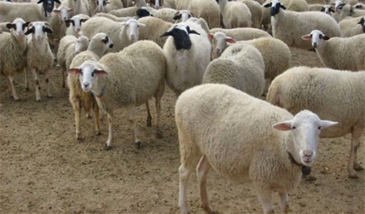 Yayladağı\'nda Küçükbaş Hayvan Dağıtımı