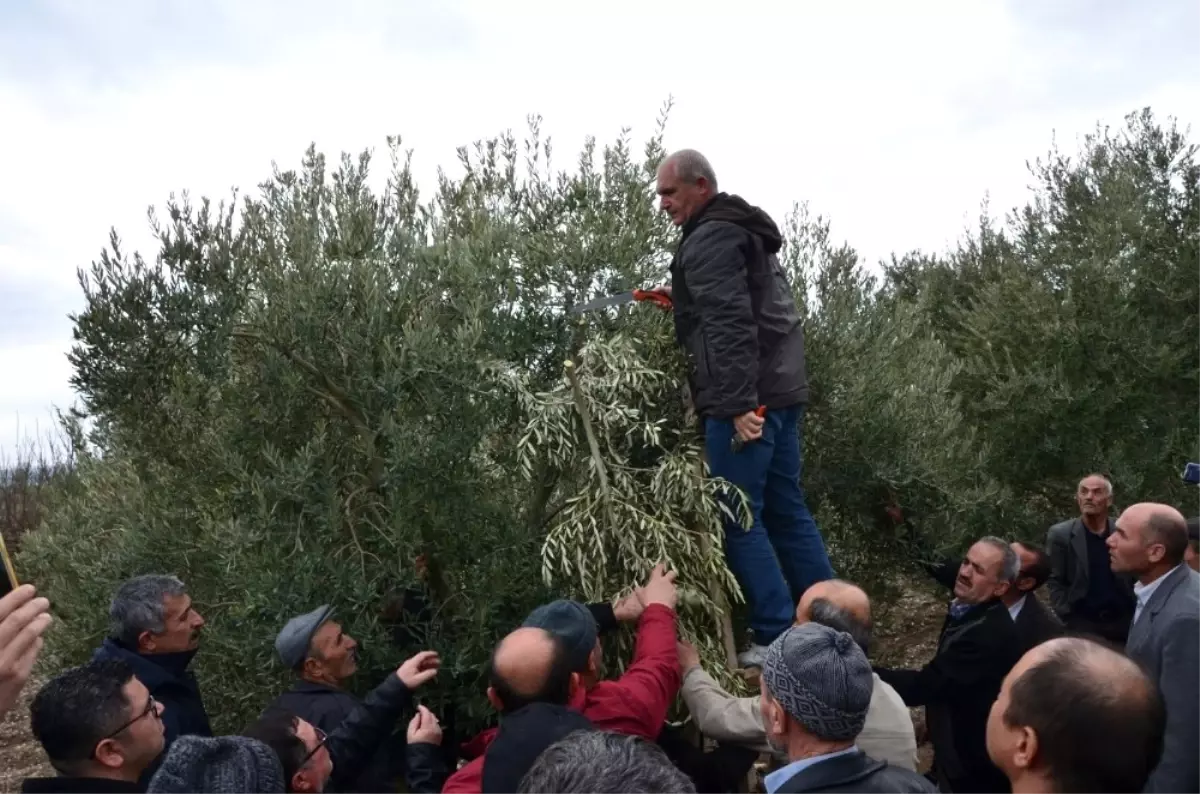 Zeytin Üreticisine Yerinde Uygulamalı Eğitim