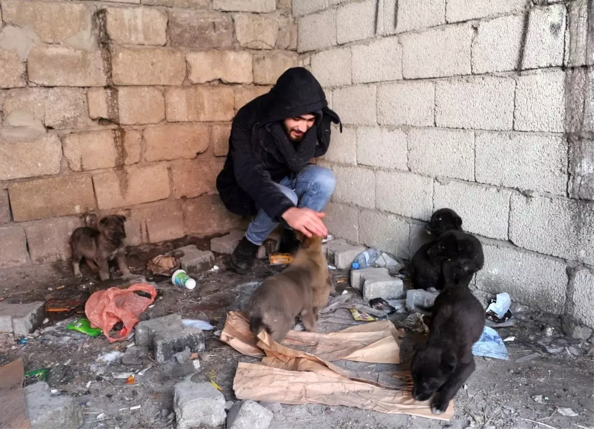 Ağrı\'da Sokağa Bırakılmış Yavru Köpeklere Sahip Çıktı