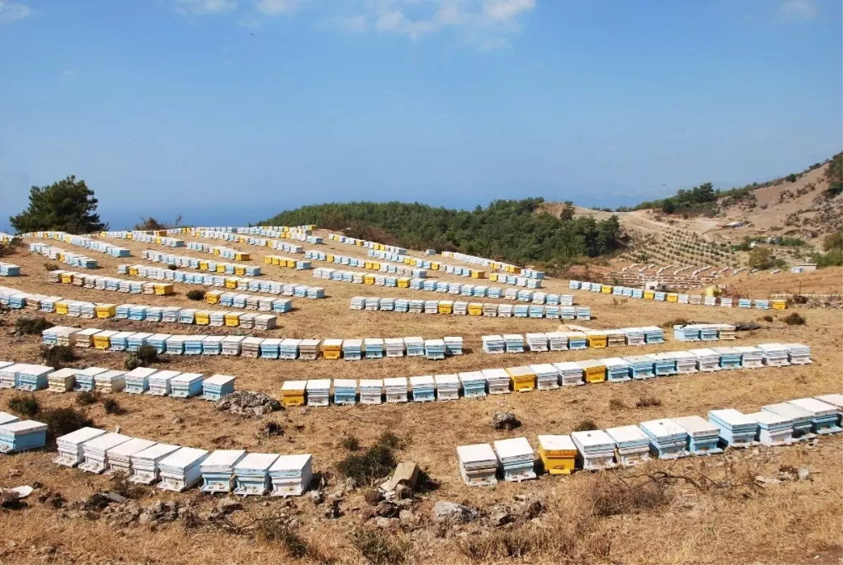 Fetö, Arıcıları da Mağdur Etti