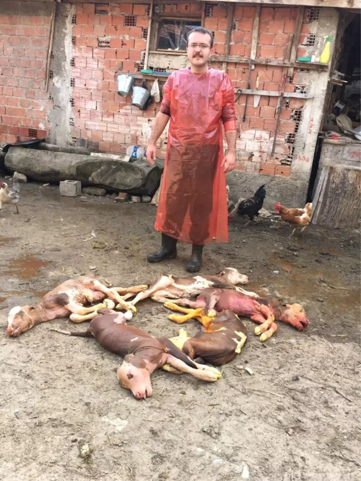 Kastamonu\'da Beşiz Buzağılar Ölü Doğdu