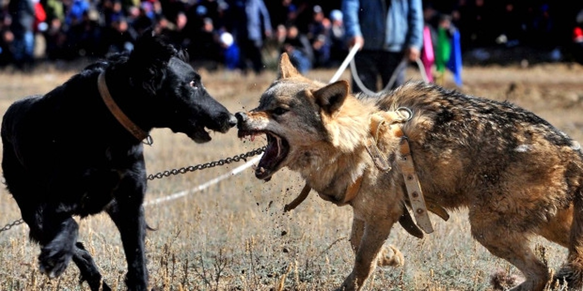 Köpek Dövüştürenlere Büyük Ceza